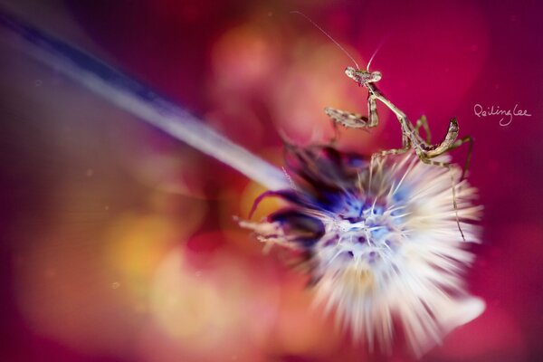 Mantis tanzt auf einer flauschigen Blume