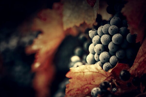 Berries, ripe grapes, yellow leaves