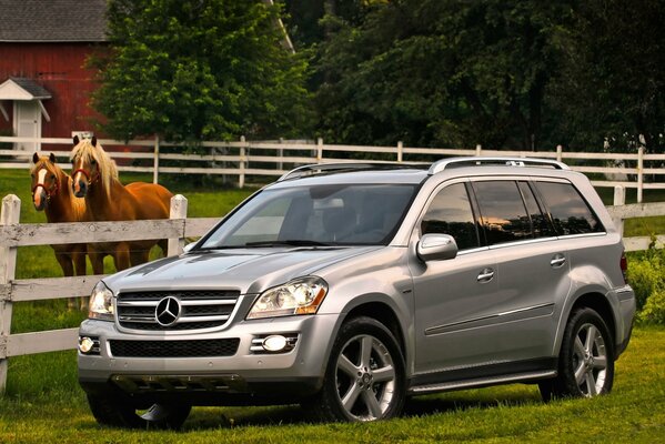 Mercedes silver SUV near the paddock with horses on the green grass
