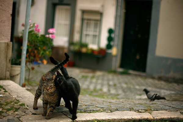 Zwei verliebte Katzen in der Stadt