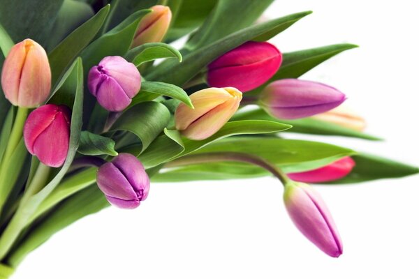 Bouquet of tulip flowers multicolored buds