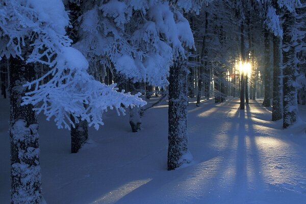 Il sole splende attraverso gli alberi in inverno