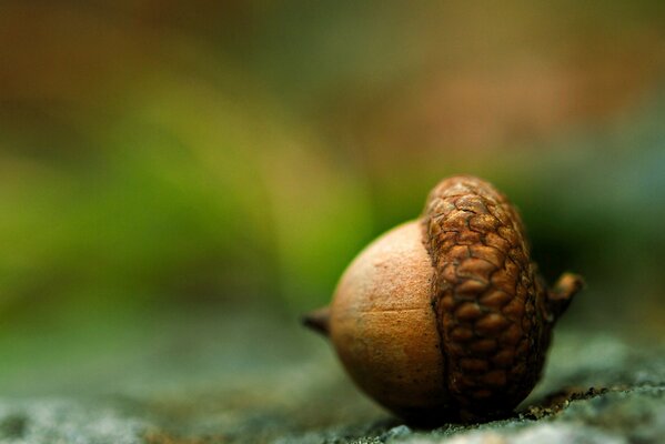 A brown acorn is lying on the ground