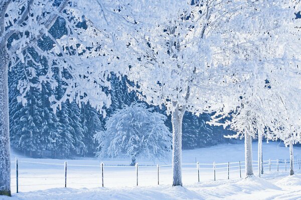 Recinzione e alberi di neve