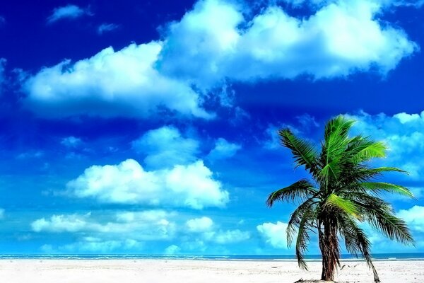 Bright sky and a beach with palm trees
