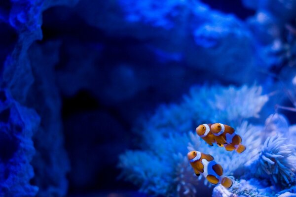 Peces brillantes. Hermosas algas en el acuario