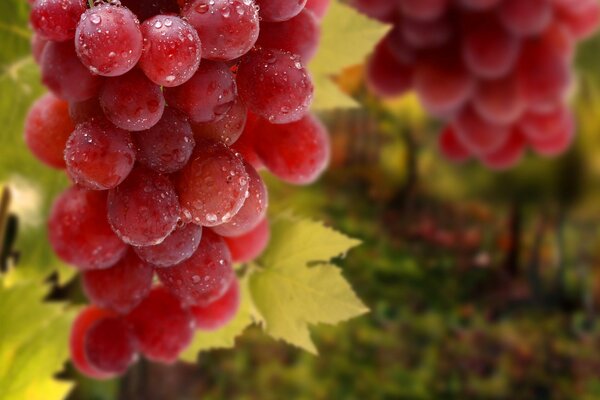 Grappoli d uva in gocce di rugiada e fogliame