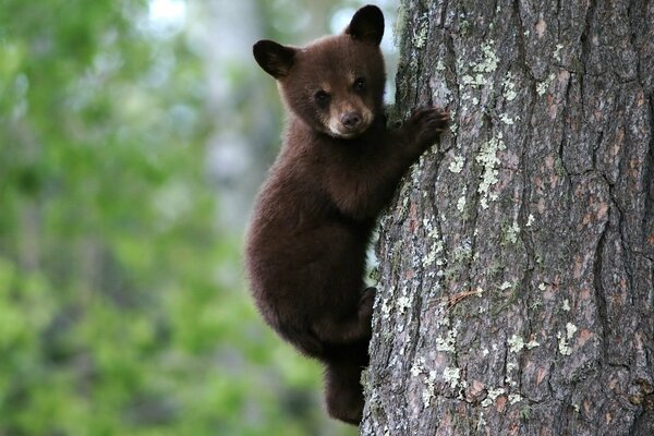 Ours brun sur un arbre sur un fond de feuilles vertes