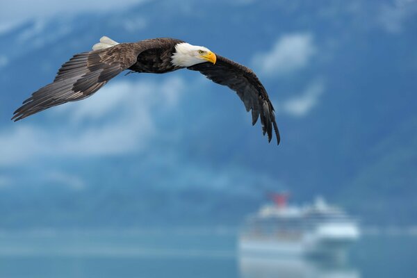 Der Adler schwebt über dem Meer. Riesiges Schiff