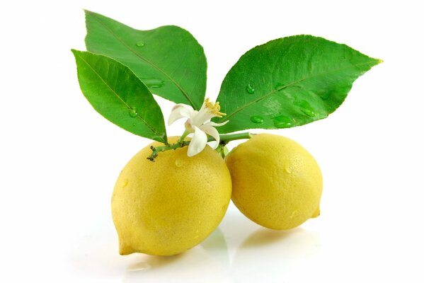 Zwei Zitronen auf einem Zweig mit Blättern