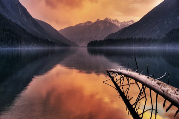 Coucher de soleil rose sur le lac des arbres tombés