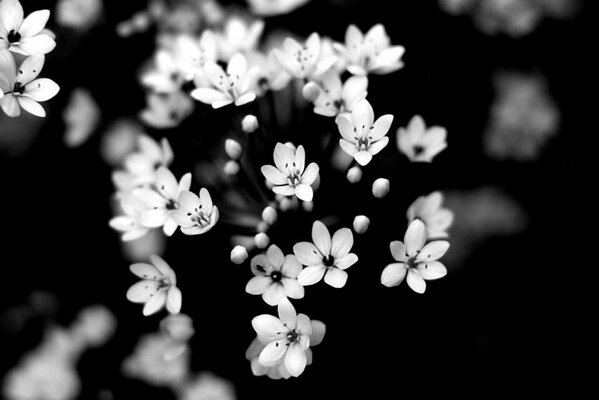 Natur, schwarz-weiße Blumen Hintergrund Unschärfe