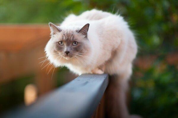 A fluffy cat is watching on the fence