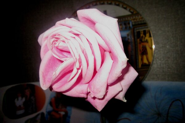 Lonely pink rose close-up