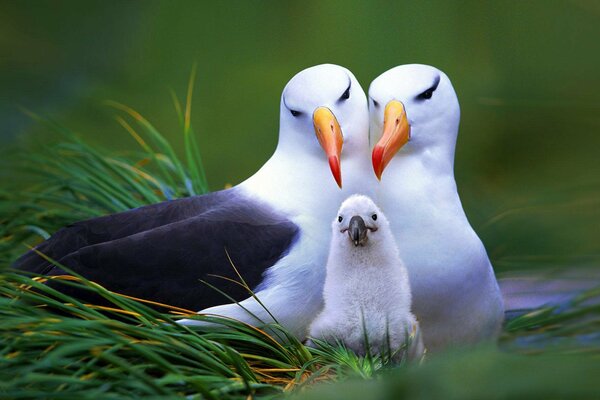 A family of toucans in a nest in the green grass