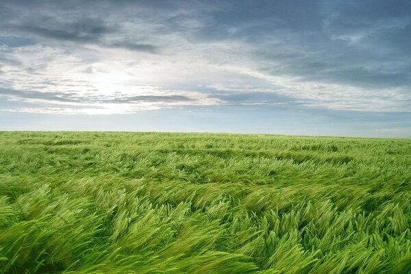 Grünes Gras beugte sich unter dem Wind