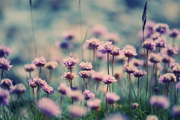 Wildblumen sind zart rosa