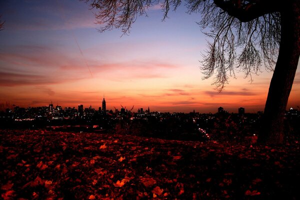 Tramonto urbano e le luci della città sera, intorno alle foglie splendidamente illuminate