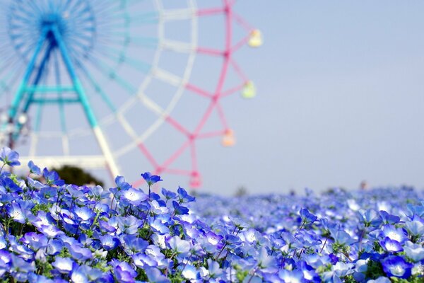 Delicate small blue flowers on the background of the Ferris wheel