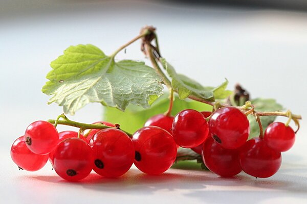 Groseille douce rouge photo