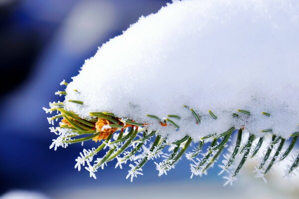 A snow-covered branch of a spruce tree in winter frost