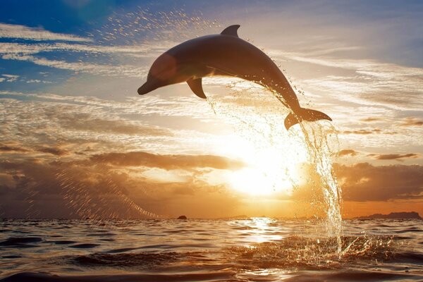 Un delfín en el fondo de una puesta de sol con salpicaduras de agua