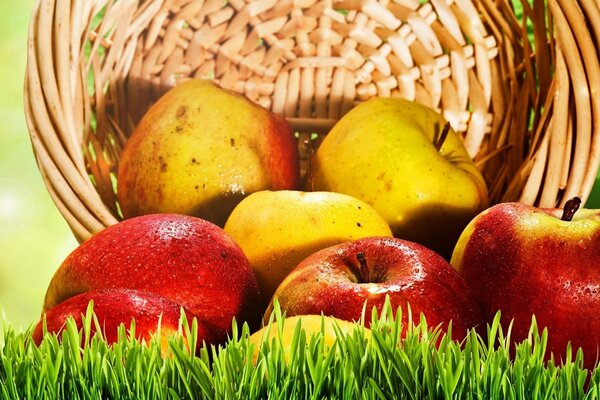 Pommes rouges et jaunes roulées hors du panier