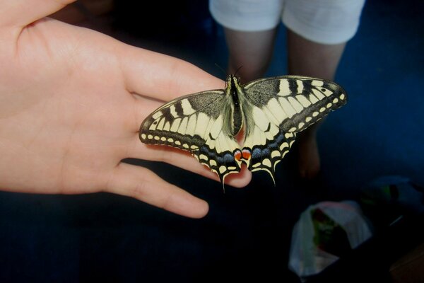 A beautiful butterfly on a man s hand