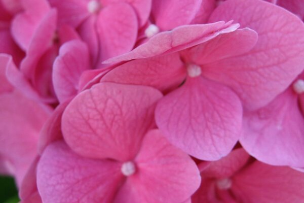 Pink hydrangea flowers macro photography