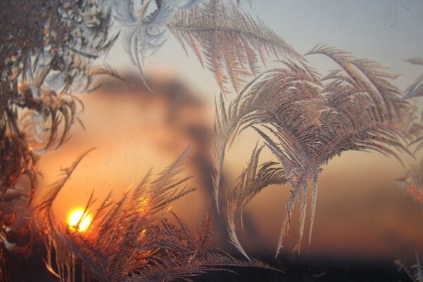 Frosty patterns at dawn