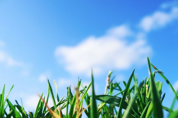 Marco grass on a blue sky background