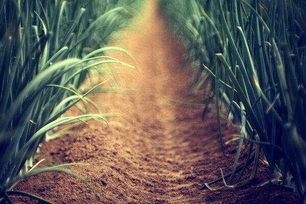 Ein Weg zwischen Gras im Garten