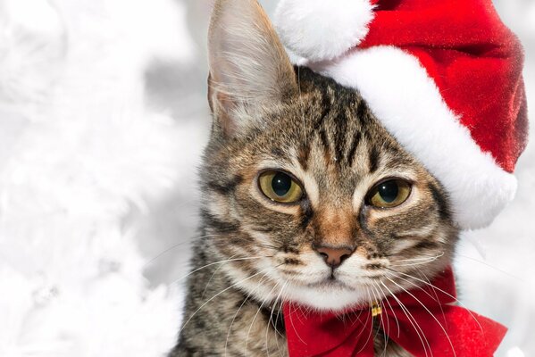 Kot w czapce czerwonego Świętego Mikołaja i kokardce