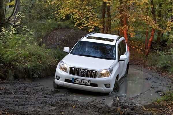 Toyota land cruiser au milieu de la forêt et de la nature