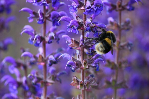 Hummel bei der Arbeit: Sammelt Pollen