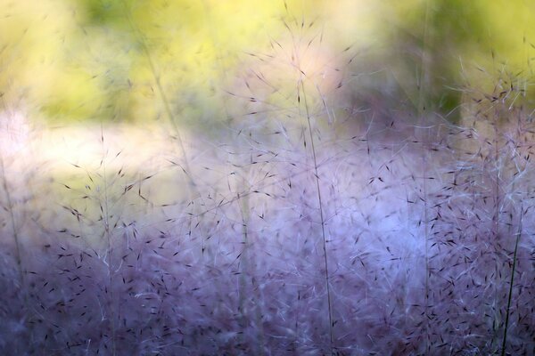 Plantes pourpres pour votre fond