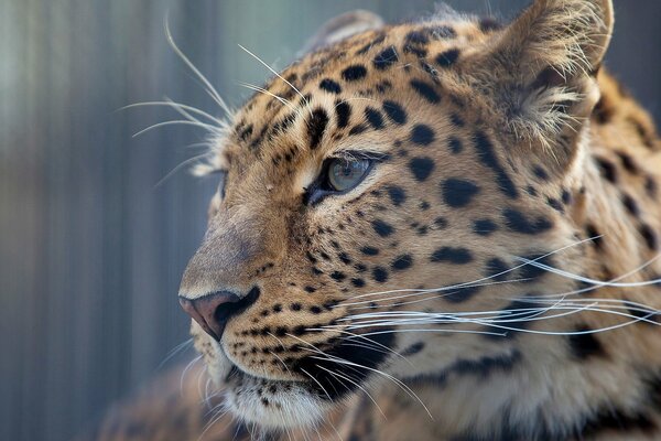 Красивая морда леопарда с усами в профиль