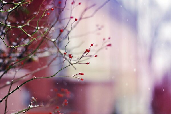 Winterbeeren auf einem Ast mit fallendem Schnee