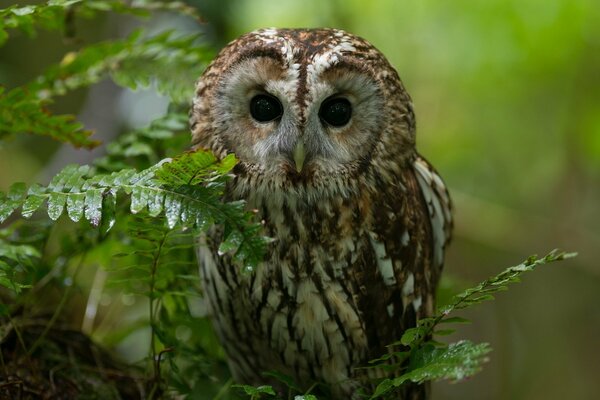 Owl on the background of leaves in the forest