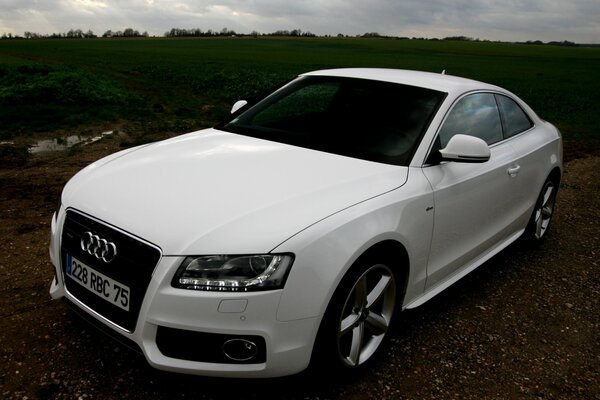 Beautiful white audi on the background of meadows