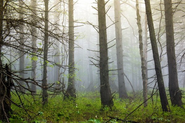 Árboles en el bosque envueltos en niebla