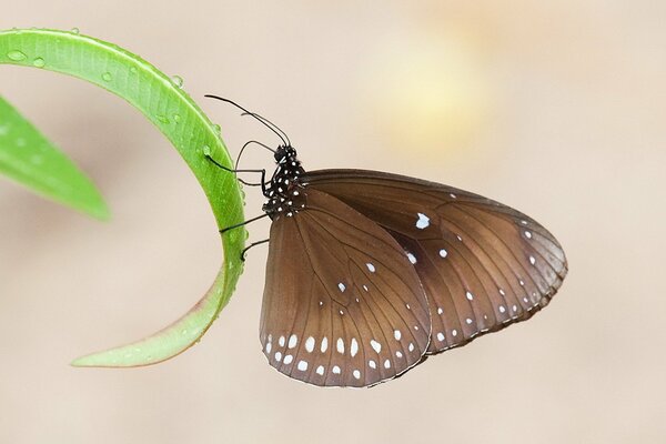 Una mariposa noble se congeló en una hoja de hierba