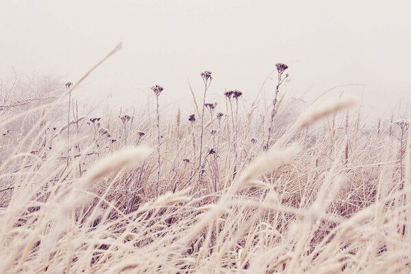 Stems of dry meadow grasses