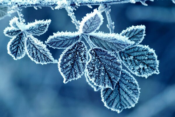 Morning pattern of winter frost on rose leaves