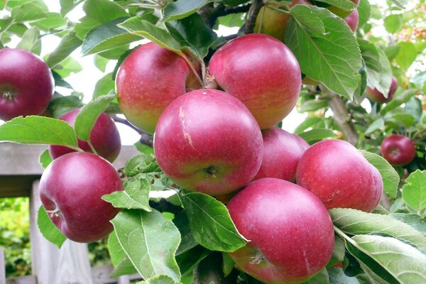 Rote Äpfel reifen auf einem Apfelbaumzweig