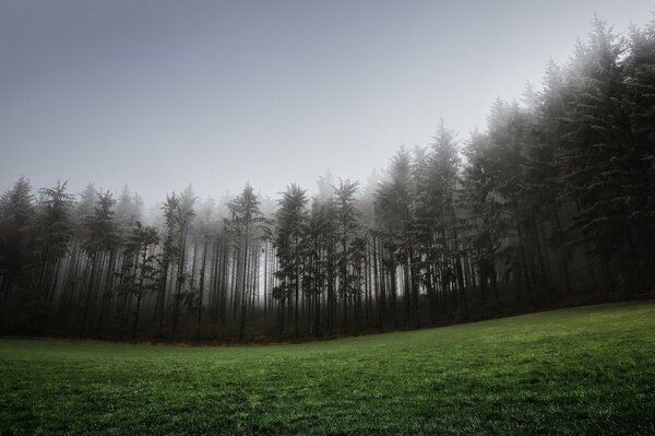 Nebbia silenziosa aria di conifere