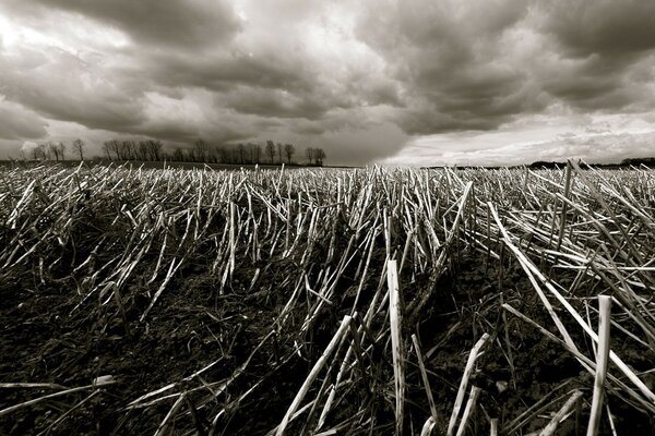 Herbe tardive et ciel bas