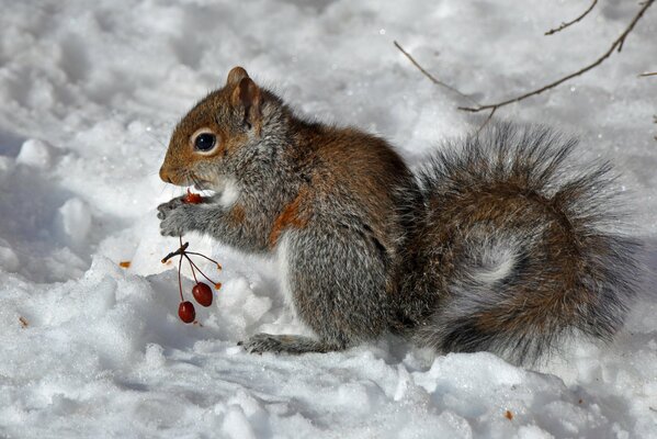 Scoiattolo seduto sulla neve e mangia bacche