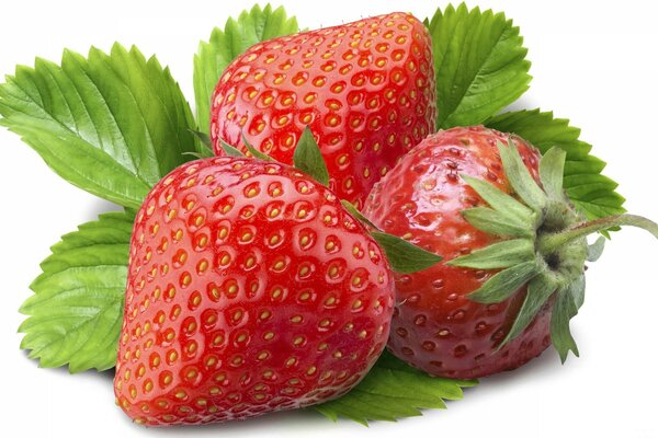 Photo of three strawberries with stalks