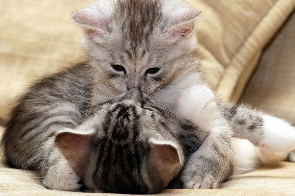 A pair of small grey kittens playing